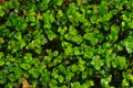 Green leaves forming a pattern