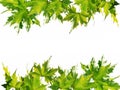 Green leaves frame Royalty Free Stock Photo