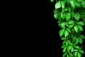 Green leaves frame on black background isolated close up, fresh lush foliage of girlish grape decorative corner border, copy space Royalty Free Stock Photo