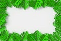 Green Leaves are framed on white background, 3d rendering, with clipping path Royalty Free Stock Photo