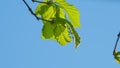 Green Leaves. Fresh Green Tree And Blue Sky. Tree With Green Leaves And Sun Light.