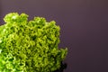 Green leaves of fresh head lettuce for salad Royalty Free Stock Photo