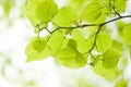 Green leaves