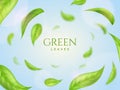 Green leaves, fresh realistic leaf round frame. Tea flying in air, eco clean backdrop, 3d environment, nature spring