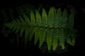Green leaves fronds of giant fern or king fern Angiopteris species rare plant growing in wild, tropical rainforest plant Royalty Free Stock Photo