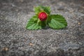 Fruit of wild strawberry (Fragaria vesca) with blurred background Royalty Free Stock Photo