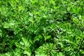 Green leaves full frame of rain fern, chysanthemum vulgare