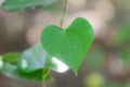 Green leaves full of medicinal properties of Giloy growing on the vine of Giloy Royalty Free Stock Photo