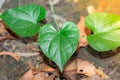 Green leaves full of medicinal properties of Giloy growing on the vine of Giloy Royalty Free Stock Photo