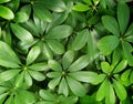 Green leaves, full screen image, selective focus Royalty Free Stock Photo