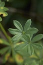 Green leaves of Galium mollugo