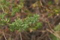 Green leaves of Galium mollugo