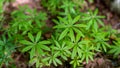 Green leaves of Galium odoratum in the forest