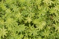 Green leaves of Galium odoratum texture top view