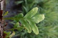 Green leaves of the gambel oak plant or Quercus gambelii