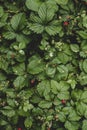 Tropical green leaves background. top view