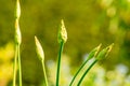 Green leaves in garden