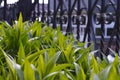 Green leaves in garden with the iron fence
