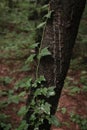 Green leaves of garden ivy against the background of an old tree in the forest. Natural background, vertical photo Royalty Free Stock Photo