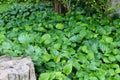 Green leaves in garden.