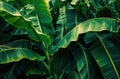 green leaves in a garden palms, bananas and leaves