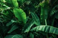 green leaves in a garden palms, bananas and leaves Royalty Free Stock Photo