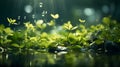 Green leaves in the garden during summer under sunlight with bokeh. and water drop. Nature of green leaf in park. Spring Royalty Free Stock Photo