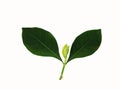 Green leaves of gardenia with young fresh leaves