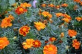 Marigold. Tagetes erecta. Flowering herb. Orange flowers Royalty Free Stock Photo