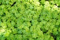 Green leaves of geranium, cranesbill. Close up of a flower bed in the garden. Royalty Free Stock Photo