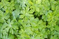 Green leaves of geranium, cranesbill. Close up of a flower bed in the garden. Royalty Free Stock Photo