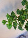 green leaves of geranium in los angeles 2020