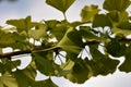 Leaves of a Gingko biloba tree Royalty Free Stock Photo