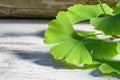 Ginko leaves or ginkgo biloba used to treat blood circulation, memory, fatigue, tinnitus and alzheimer`s disease.