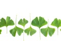 Green leaves of Ginkgo biloba plant isolated on white background. Medicinal leaves of the relic tree Gingko Royalty Free Stock Photo