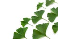 Green leaves of Ginkgo biloba plant isolated on white background. Medicinal leaves of the relic tree Gingko Royalty Free Stock Photo