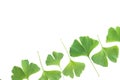 Green leaves of Ginkgo biloba plant isolated on white background. Medicinal leaves of the relic tree Gingko Royalty Free Stock Photo