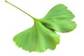 Green leaves of Ginkgo biloba plant isolated on white background. Medicinal leaves of the relic tree Gingko Royalty Free Stock Photo