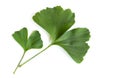 Green leaves of Ginkgo biloba plant isolated on white background. Medicinal leaves of the relic tree Gingko Royalty Free Stock Photo