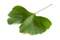 Green leaves of Ginkgo biloba plant isolated on white background. Medicinal leaves of the relic tree Gingko Royalty Free Stock Photo