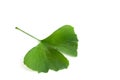 Green leaves of Ginkgo biloba plant isolated on white background. Medicinal leaves of the relic tree Gingko Royalty Free Stock Photo
