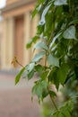 Green leaves of a girl`s grape Parthenocissus quinquefolia close-up on a background of architecture Royalty Free Stock Photo