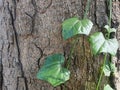 green leaves of the gourd plant on the bark background Royalty Free Stock Photo