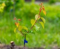 Green leaves on a grafted apricot branch.