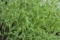 Green Leaves of Gram Crop Plantation