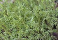 Green Leaves of Gram Crop Plantation