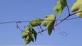 Green leaves of grape branch against clear blue sky Royalty Free Stock Photo