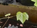 Green leaves grape in the morning light up Royalty Free Stock Photo