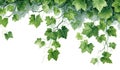 Green Leaves Of Grapevine Ivy On White Background. Generative AI
