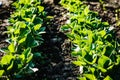 Green leaves grass beans field in the summer time, beans on background. Close-up of a beans plant field. Beans. bean leaf. Garden Royalty Free Stock Photo